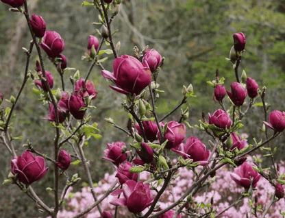  Genie Magnolia