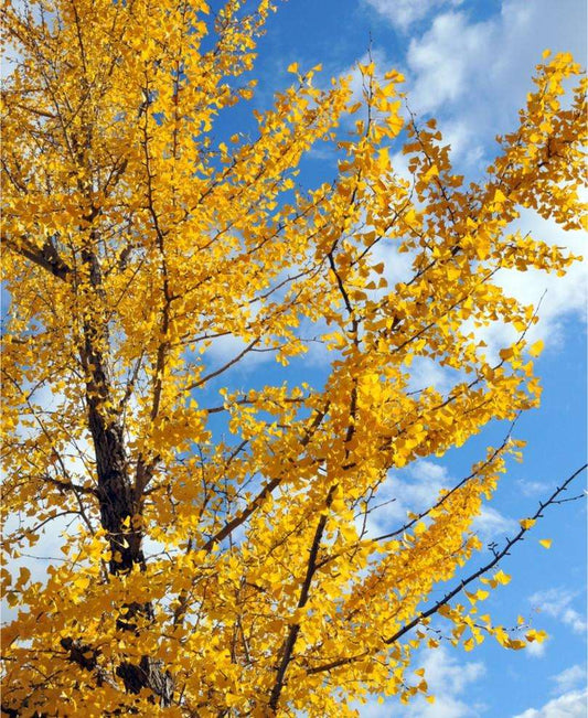  Male Ginkgo