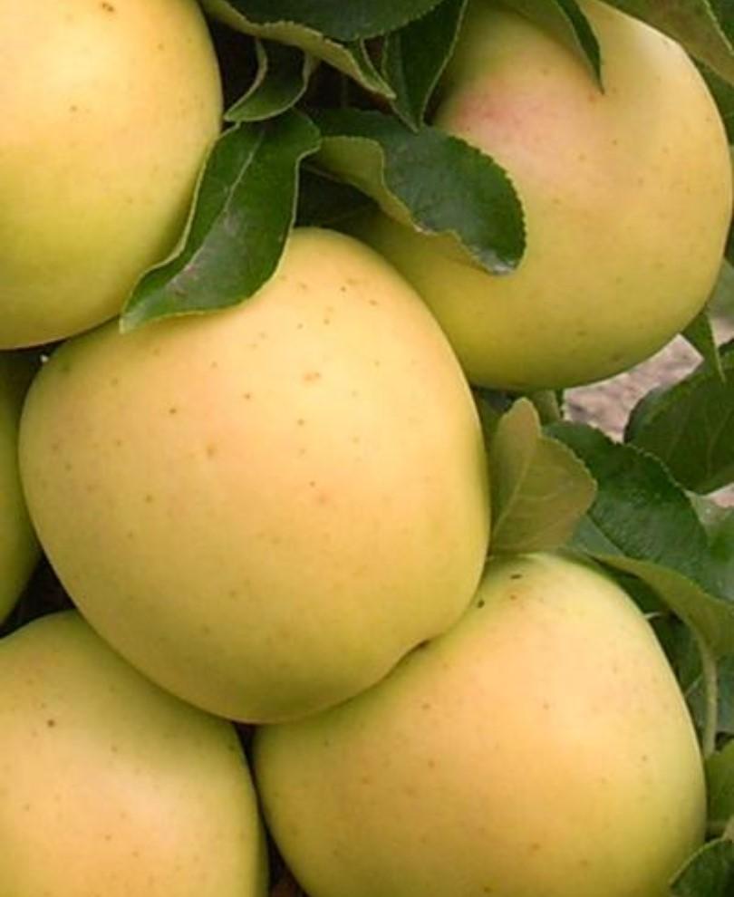  Golden Treat™ Urban™ Columnar Apple