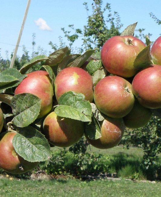  Combination Cider Apple Tree (3 Varieties)