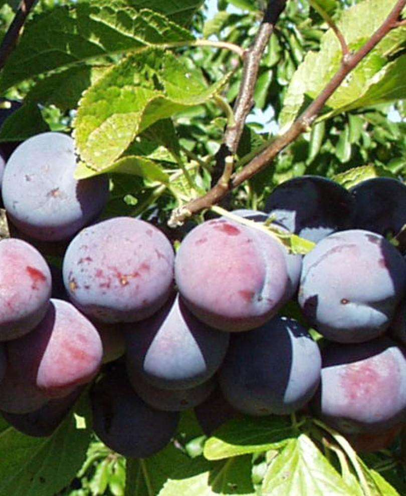  Gras Romanesc European Plum