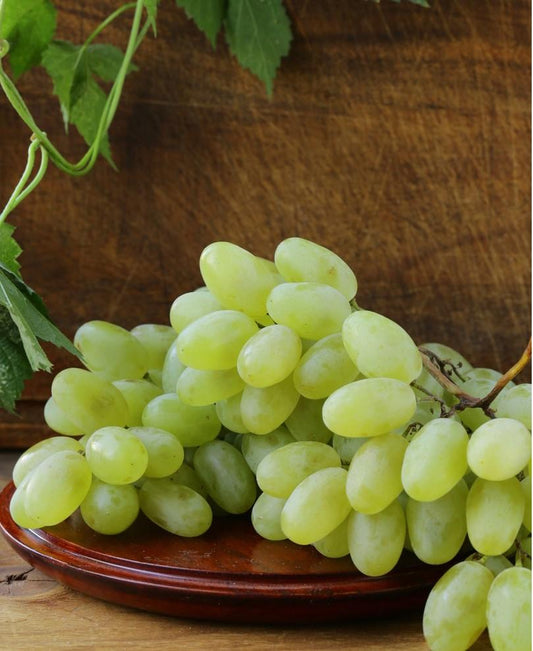  Gratitude Seedless Grape