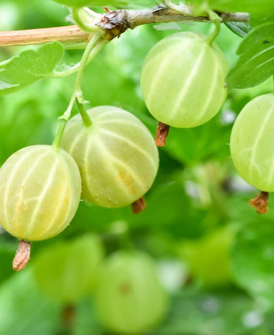  Pixwell Gooseberry