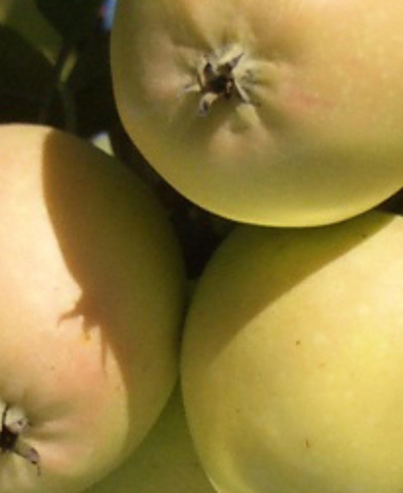  Harrison Cider Apple