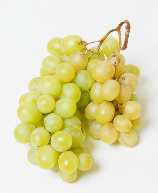  Himrod Seedless Grape