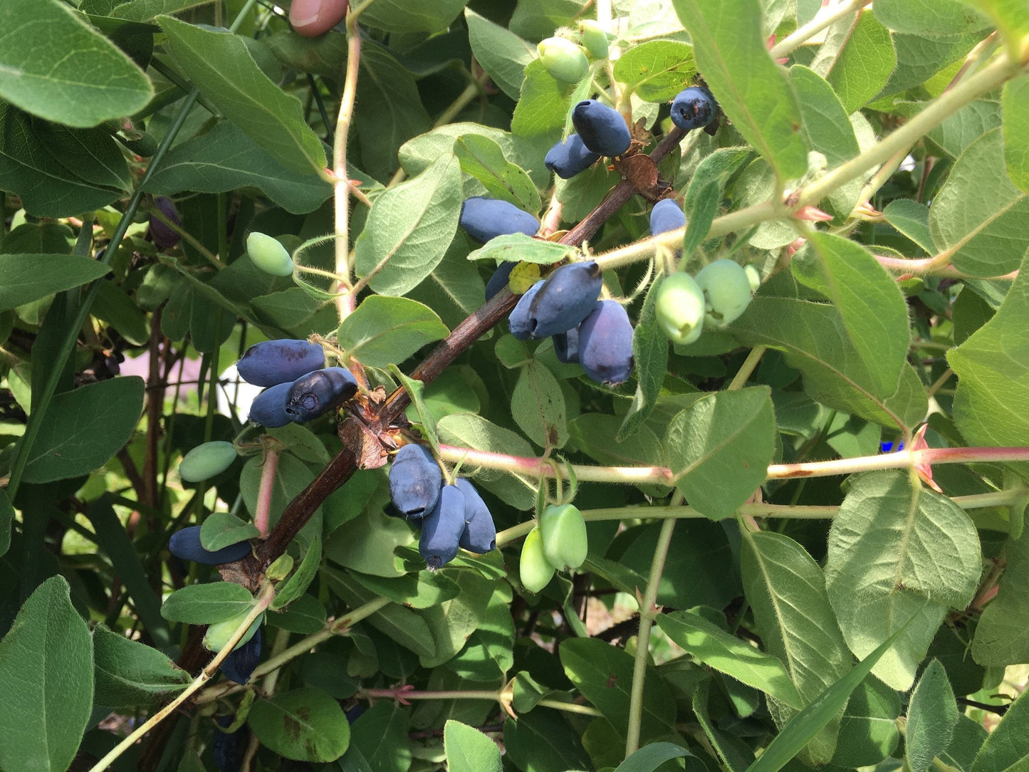  Blue Mist™ Honeyberry