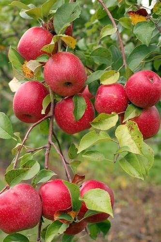  Easy-Grow Orchard Honeycrisp Apple Bundle (3 Trees)