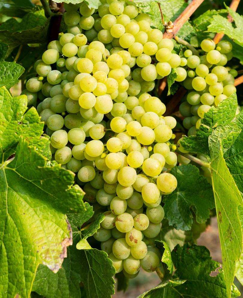  Hope Seedless Grape