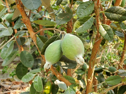  Waingaro™ Guava