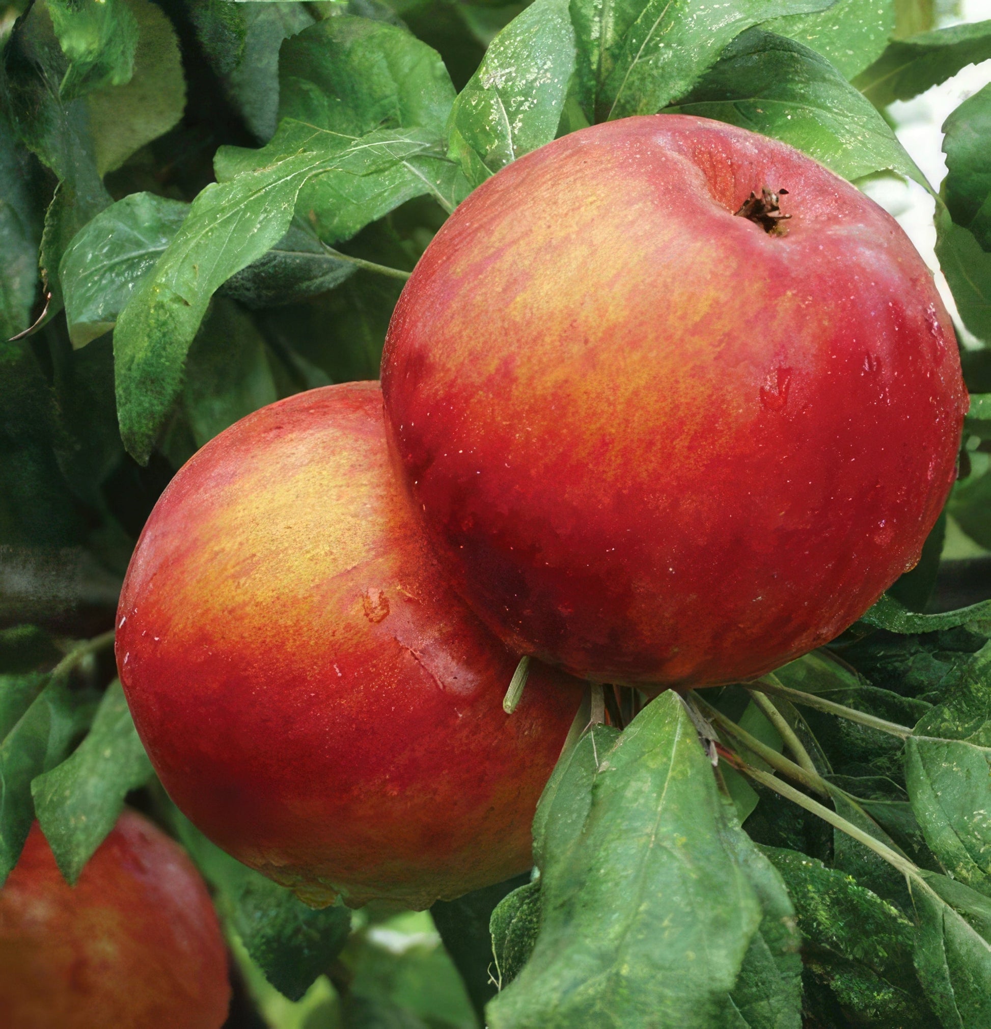  Zestar Apple