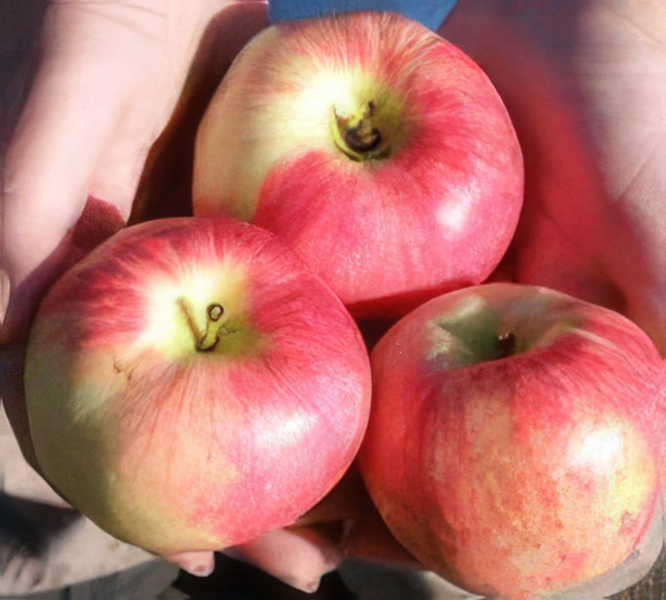  Wynoochee Early Apple