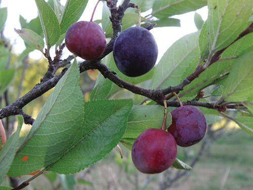  Premier Beach Plum