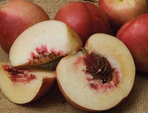  Spice Zee NectaPlum™