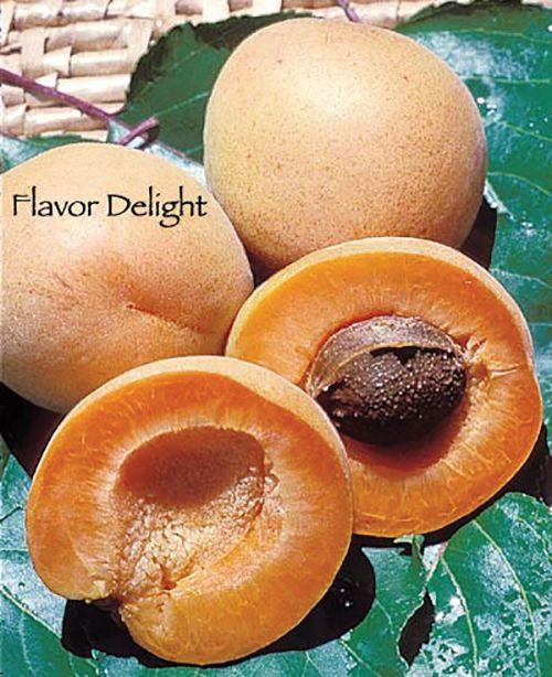  Flavor Delight Aprium