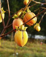  Saijo Persimmon