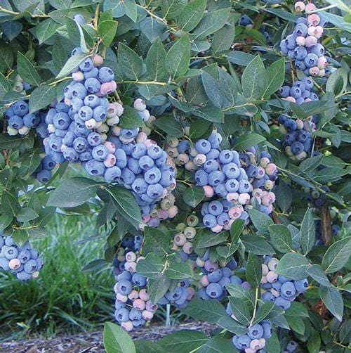  Aurora Blueberry