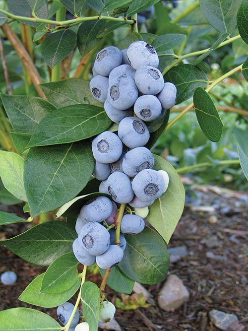  Liberty Blueberry