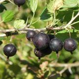  Orus 8 Goose/Currant