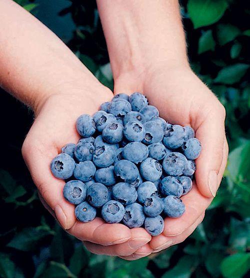  Elliott Blueberry