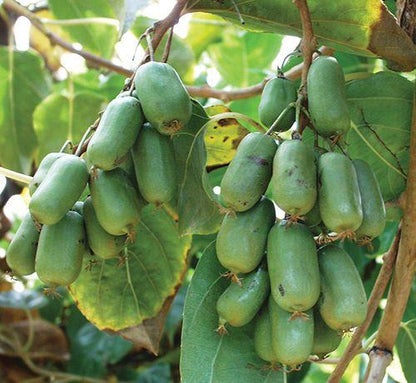  Jumbo Hardy Kiwi