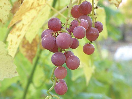  Hungarian Seedless Grape