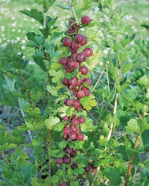  Leepared Gooseberry