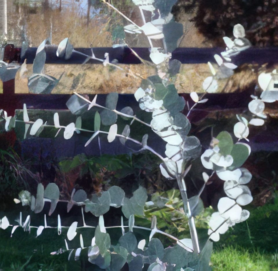  Gunnii Eucalyptus