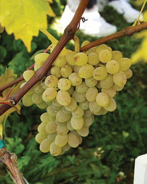  Neptune Seedless Grape
