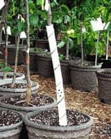  TREE Guards 24 Inch