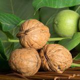  Franquette Walnut