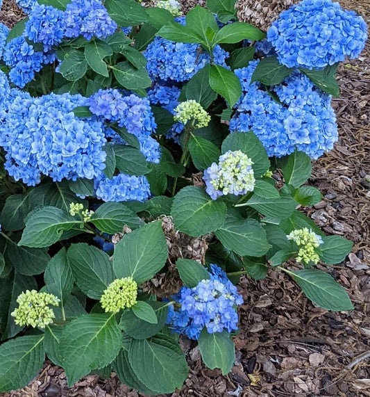  Double Down® Hydrangea