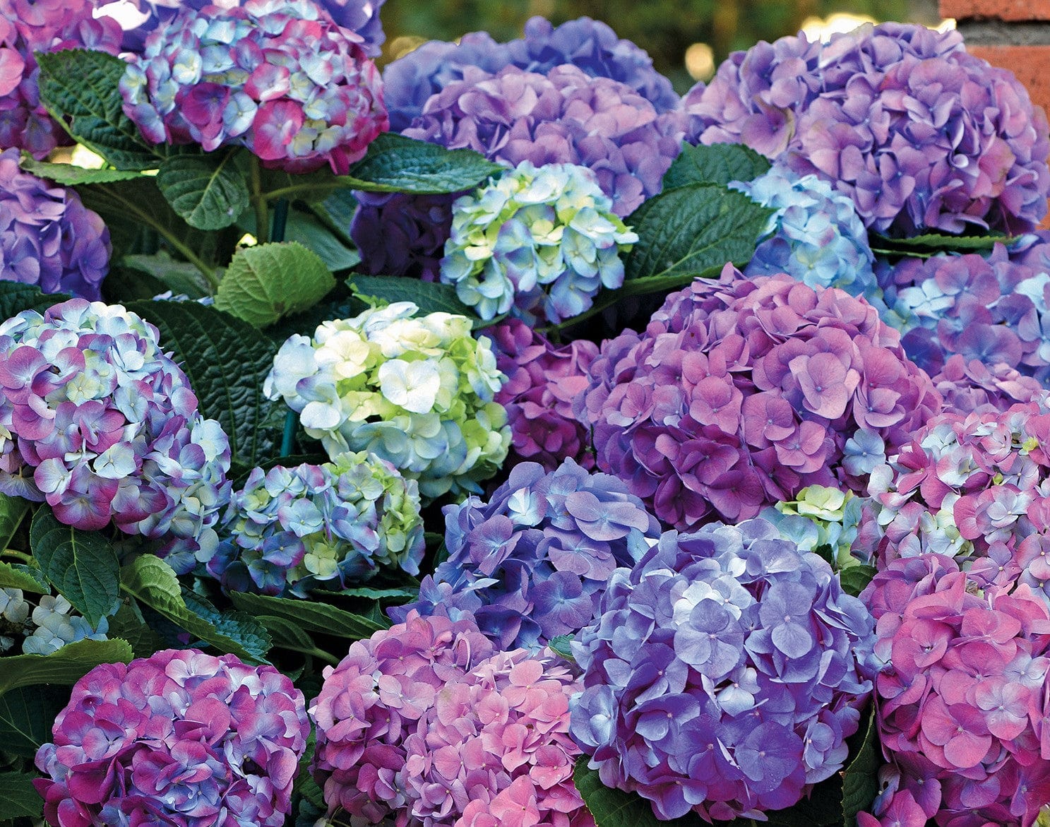  L.A. Dreamin’® Hydrangea