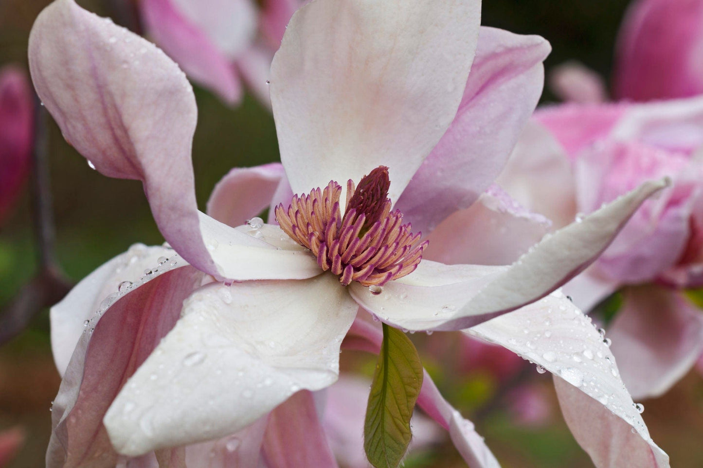  Daybreak Magnolia