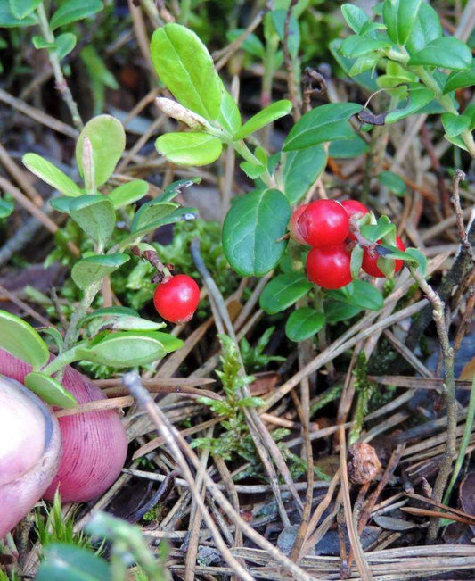  Ida Lingonberry
