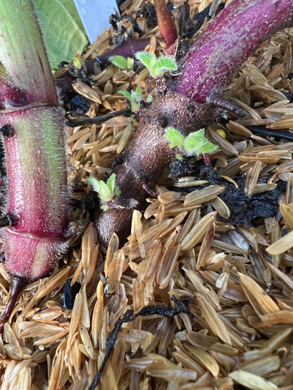  Purple Yacon