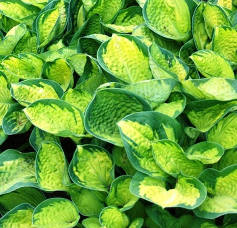  Rainforest Sunrise Hosta