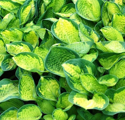  Rainforest Sunrise Hosta