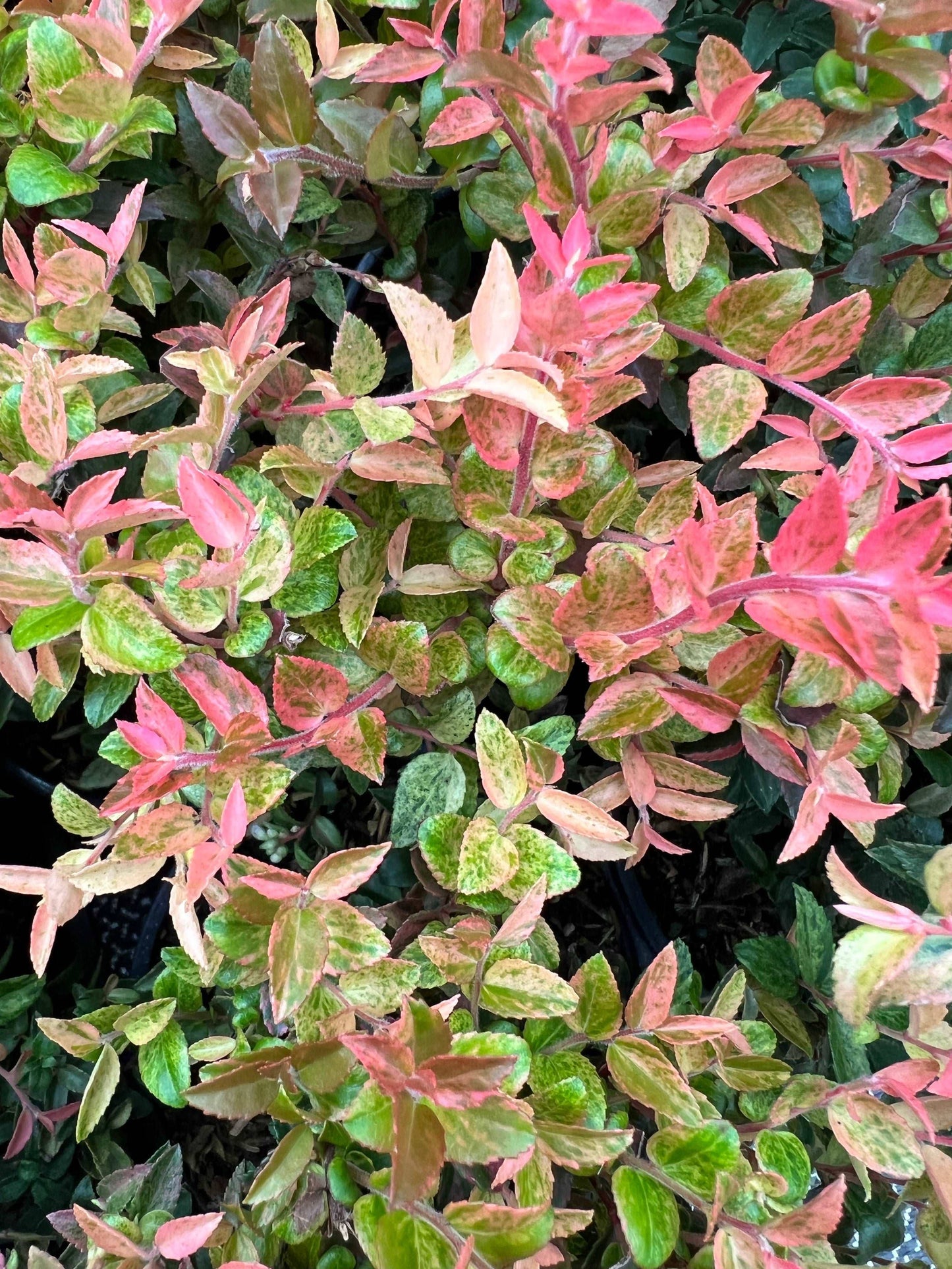 Alpha Cascade Sunburst™ Huckleberry