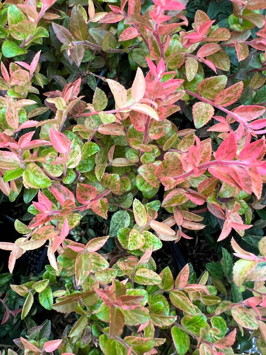  Cascade Sunburst™ Huckleberry