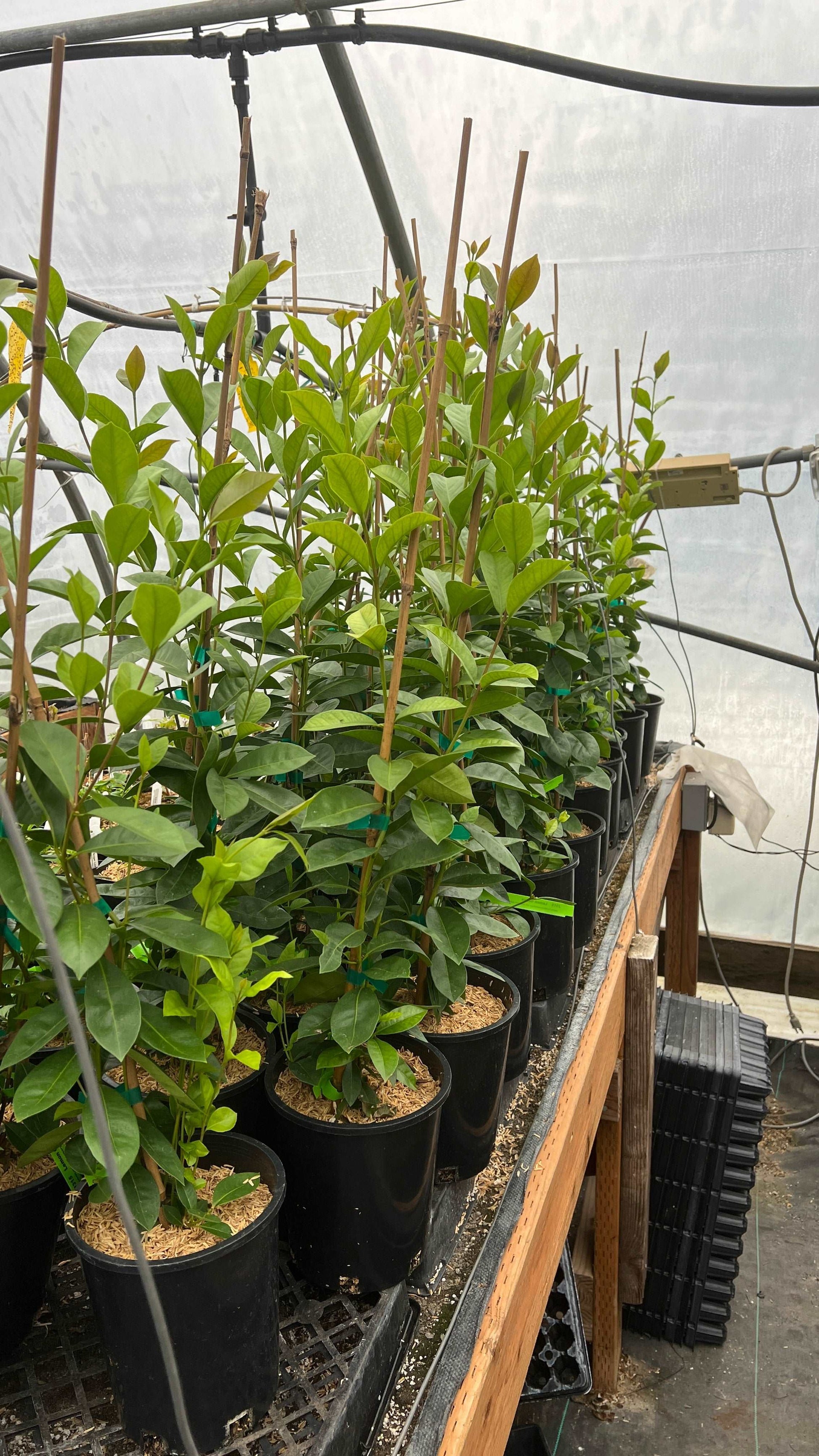  Lemon Guava
