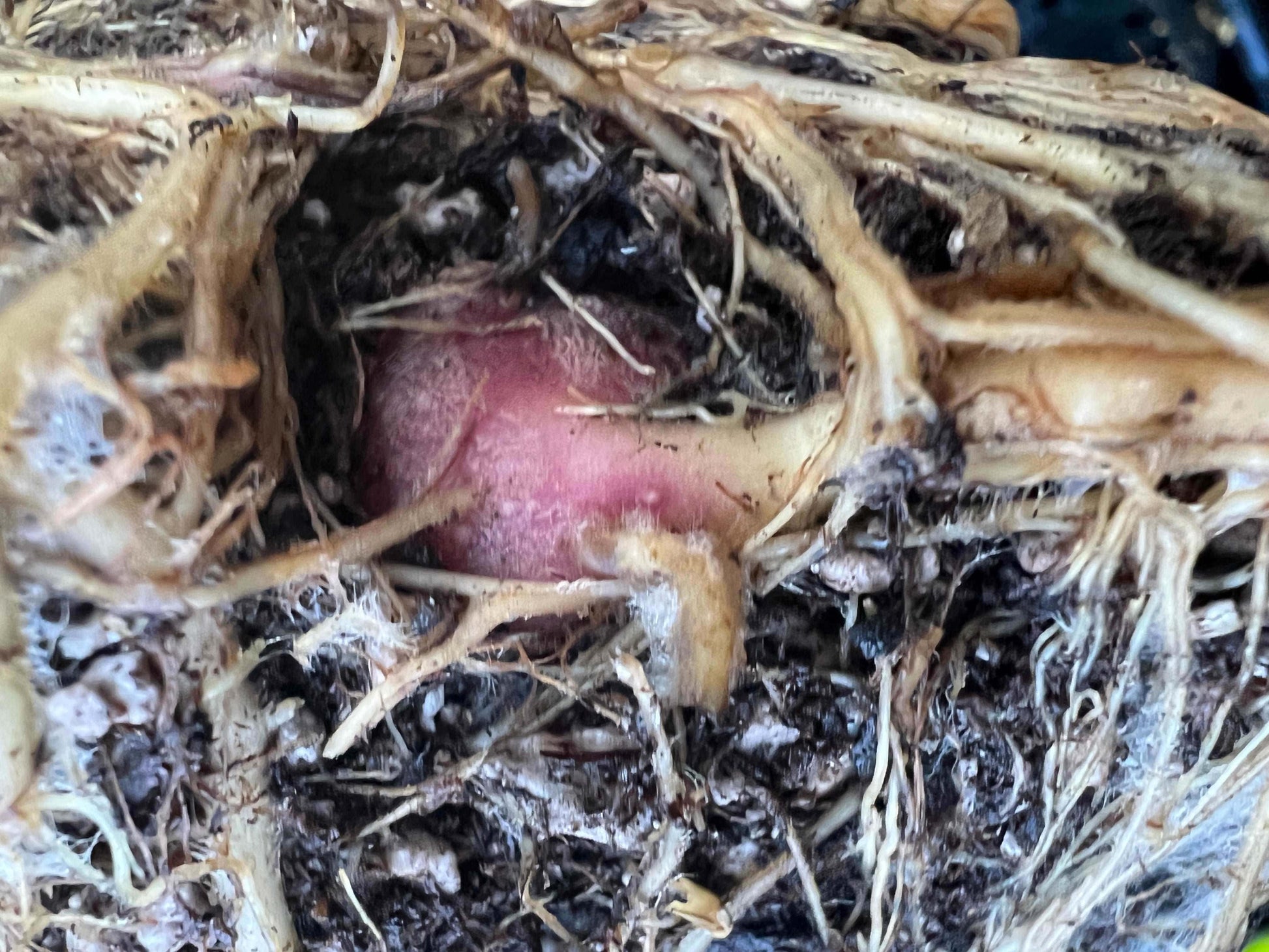  Purple Yacon