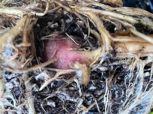  Purple Yacon