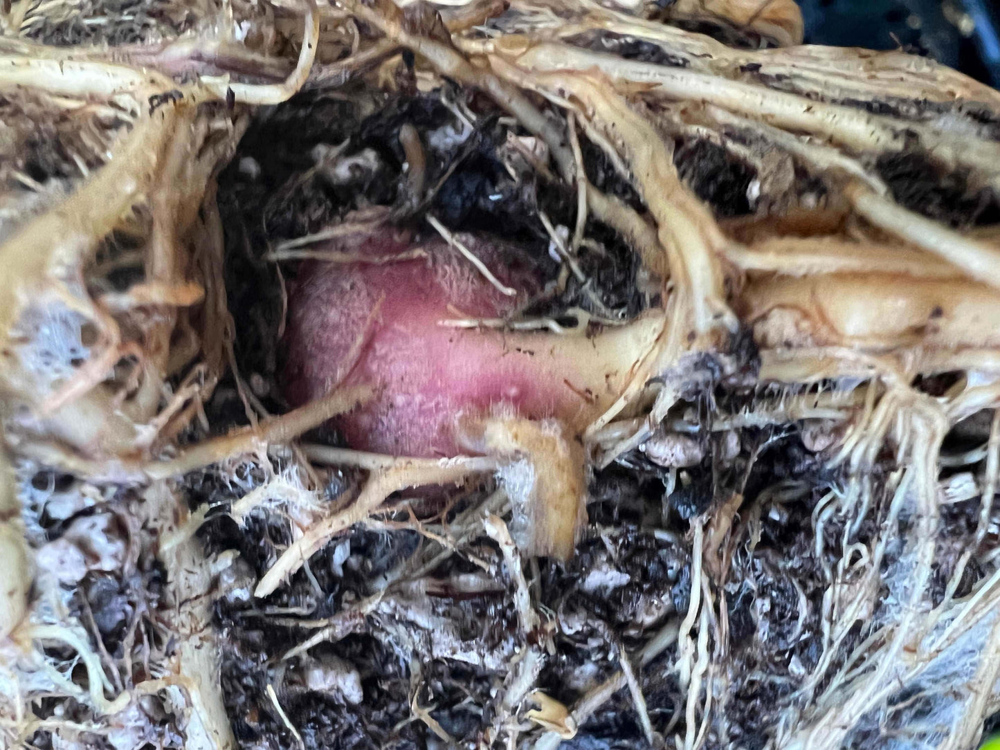  Purple Yacon