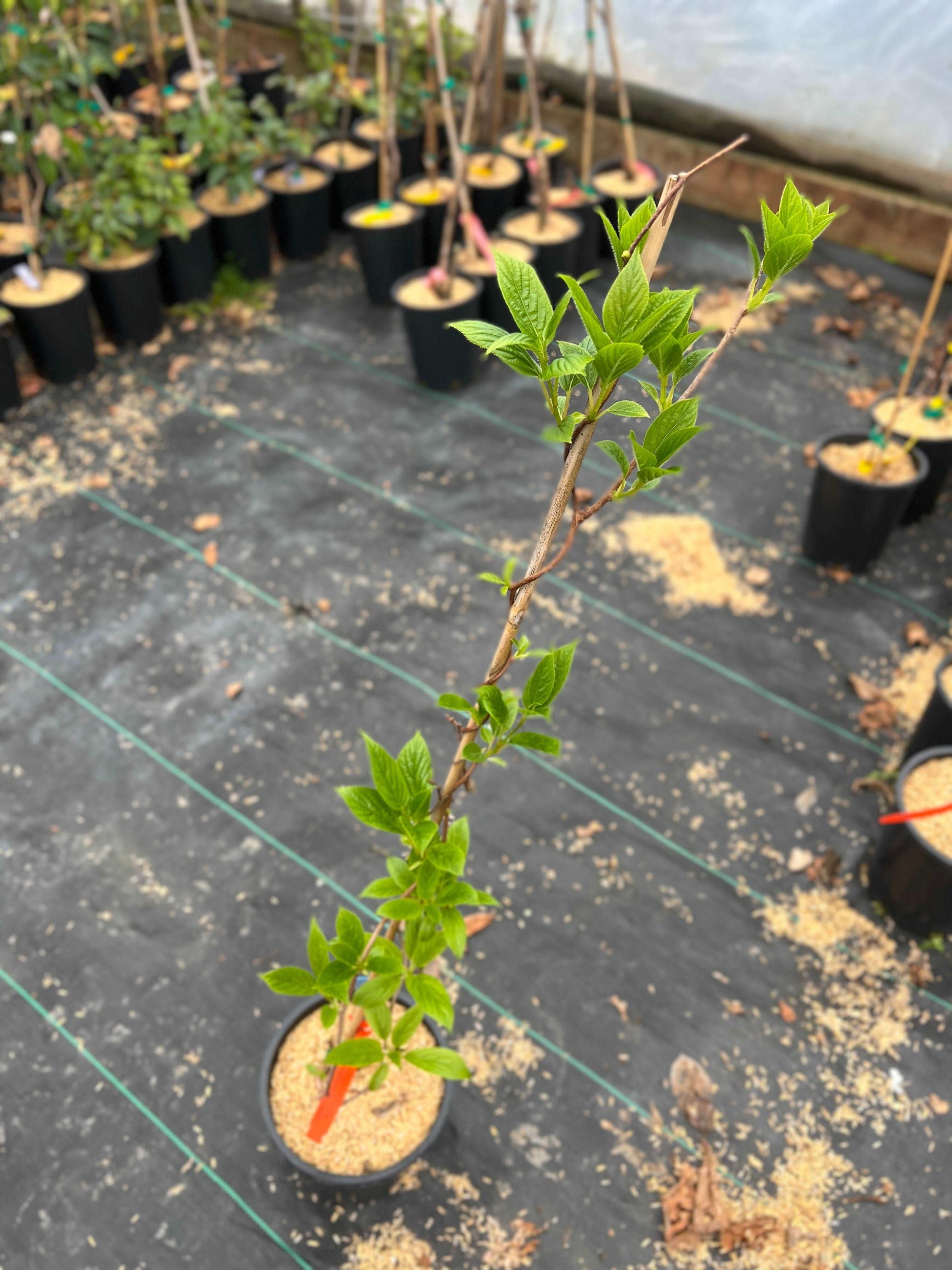  Jumbo Hardy Kiwi