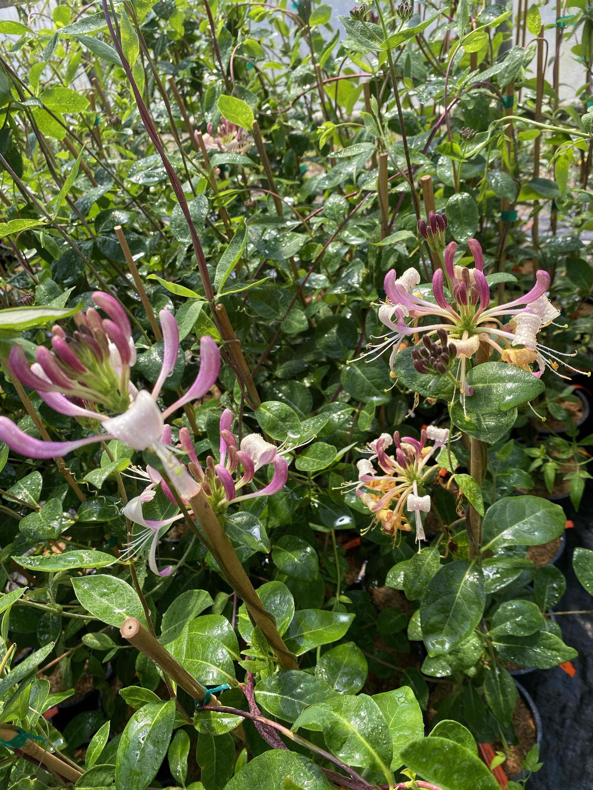  Gold Flame Honeysuckle