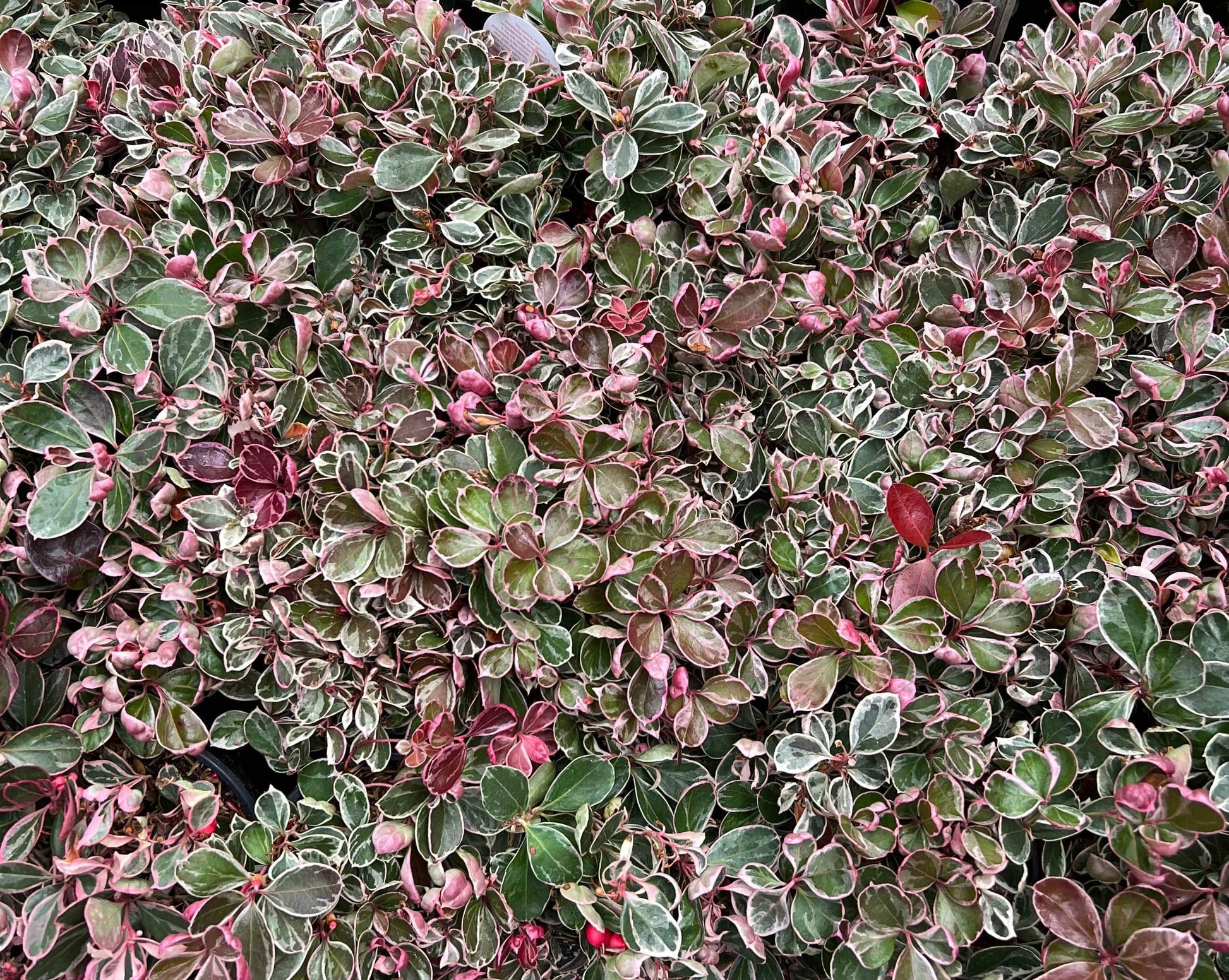  Winter Splash™ Wintergreen