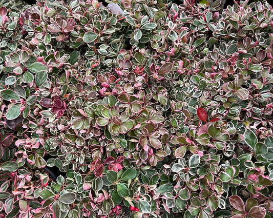  Winter Splash™ Wintergreen