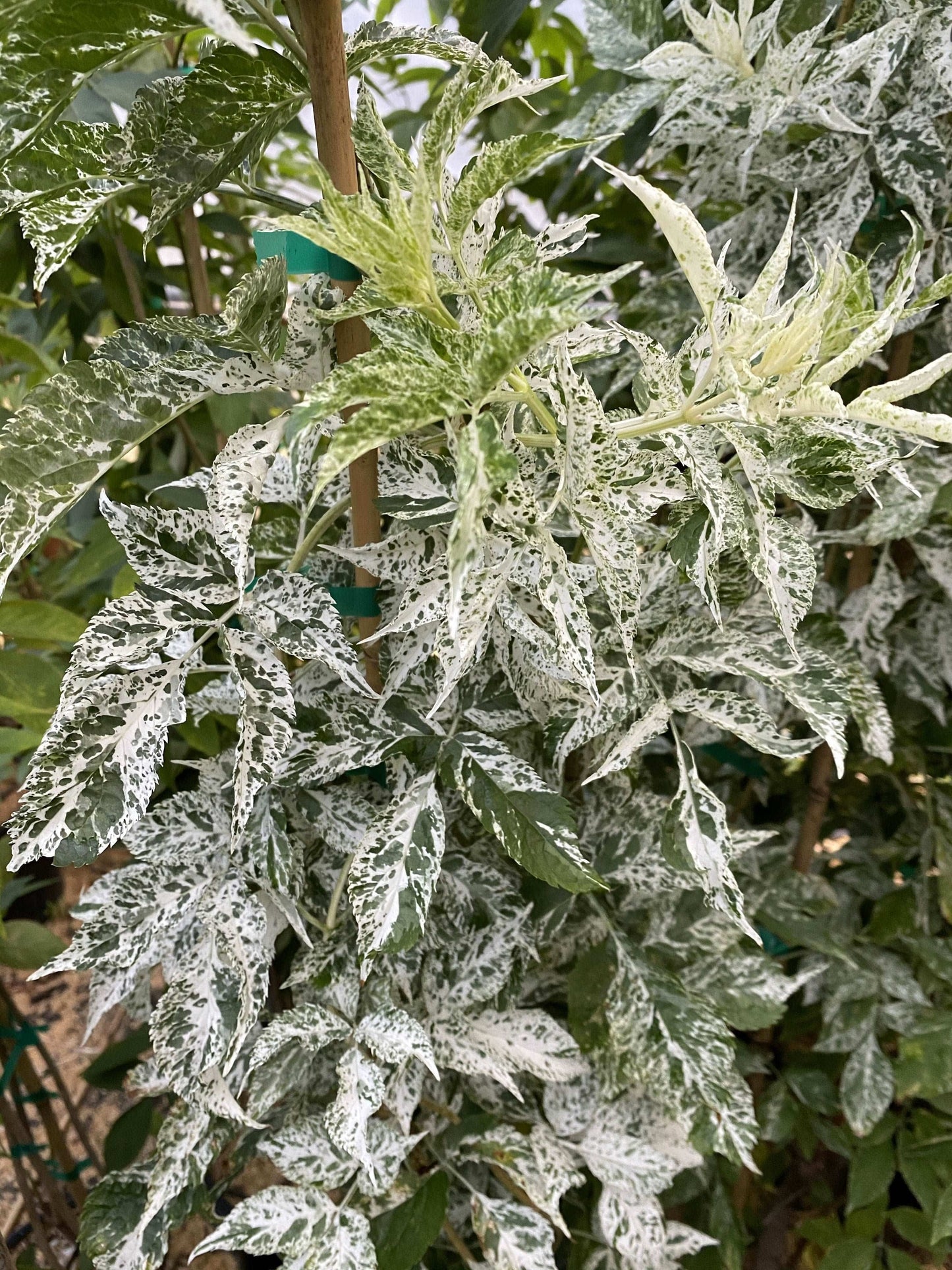  Pulverulenta Elderberry