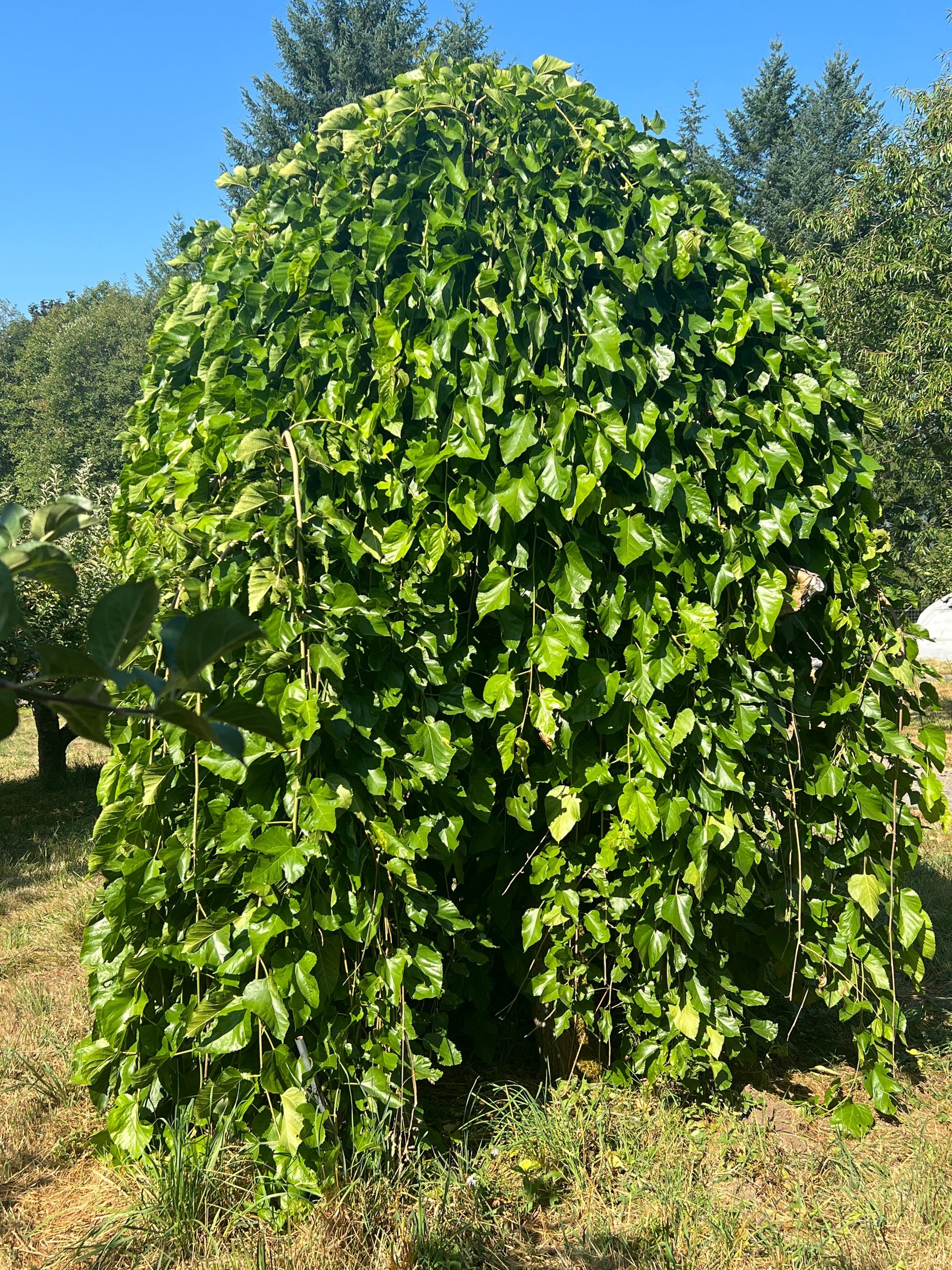  Weeping Mulberry