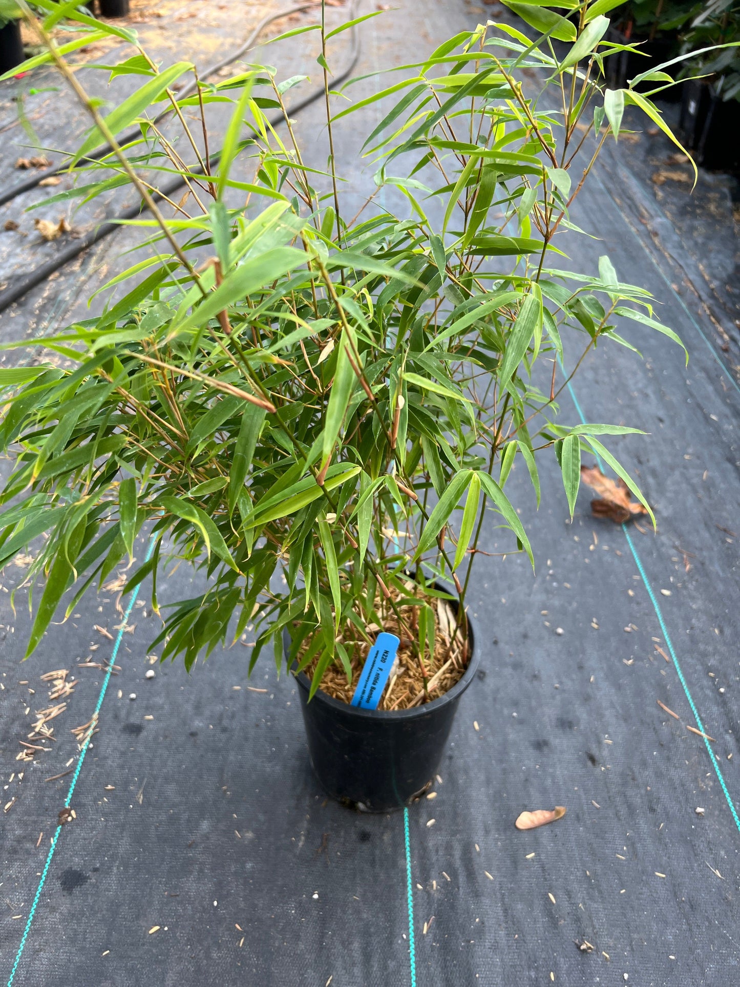  Fargesia Nitida Bamboo